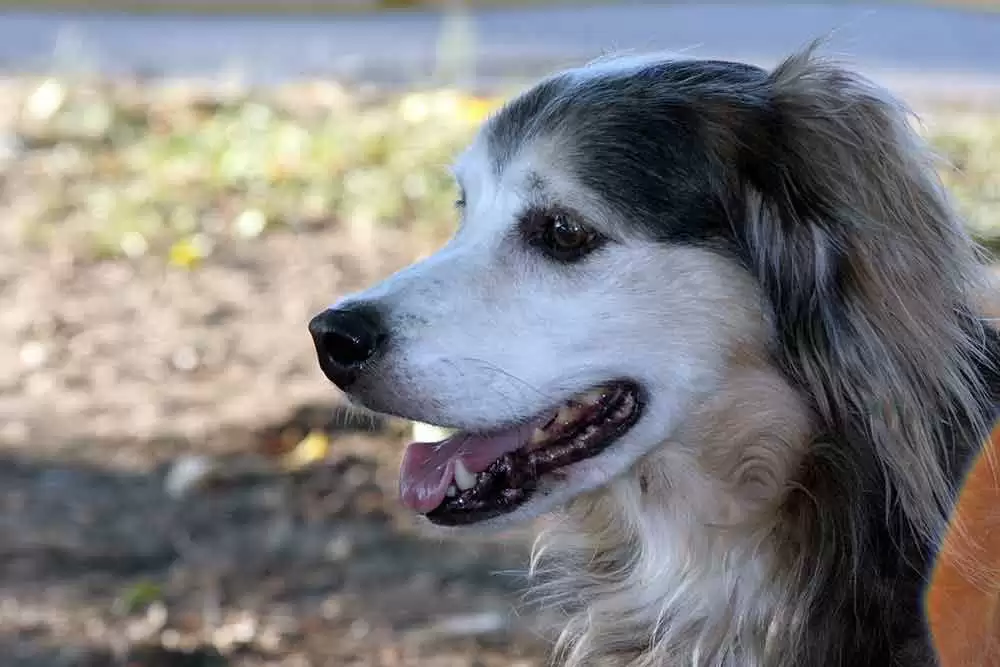 More information about "What’s the Deal with Gluten Sniffing Dogs?"