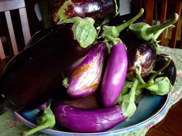 All About Eggplant