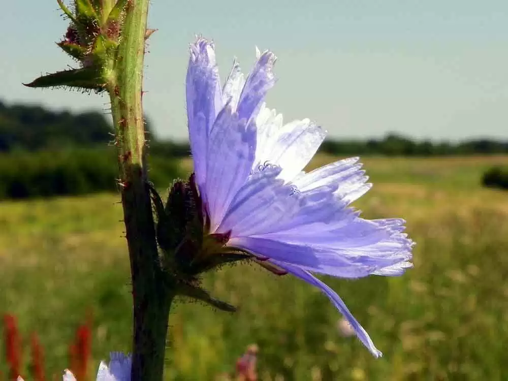 Do You Still Have Symptoms on a Gluten-Free Diet? It May Be Your Microbiotia - Chocory root is high in inulin, a prebiotic. Image: CC--Peter O'Connor aka anemoneprojectors