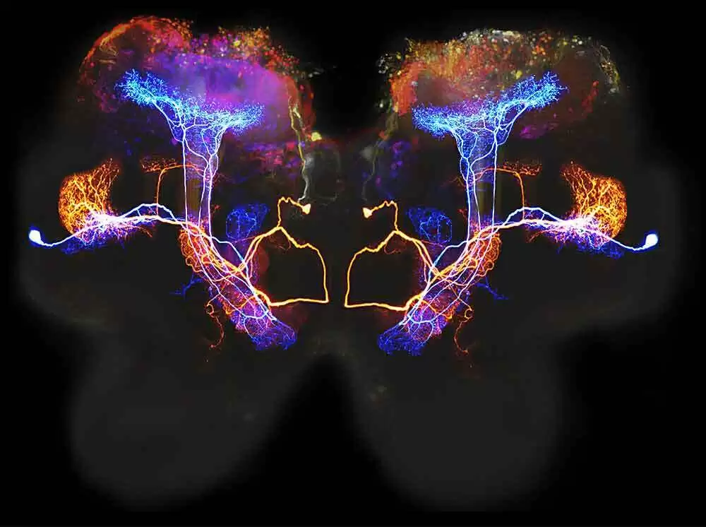 More information about "Gluten-Free Diet Helps Treat Neurological Manifestations of Gluten Sensitivity and Celiac Disease"