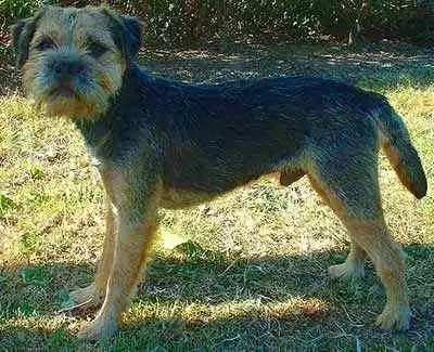 More information about "Gluten Sensitivity Triggers Epileptoid Cramping Syndrome in Border Terriers"