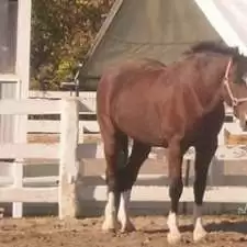 horselover1967