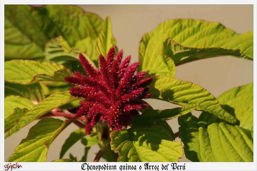 Quinoa the Amazing GlutenFree Grain