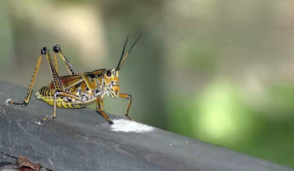 More information about "Cricket Flour Makes Really Good Gluten-Free Bread"