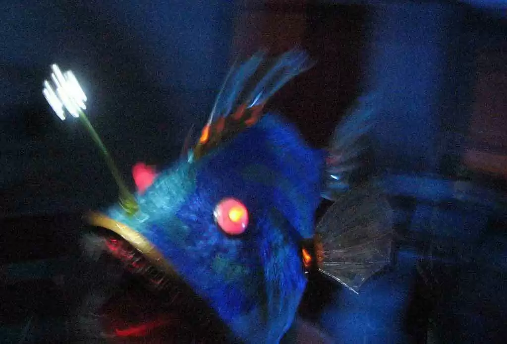 Is it Celiac or Common Variable Immunodeficiency Disease (CVID)? - Angler Fish mask. Image: CC BY-SA 2.0--Helder da Rocha