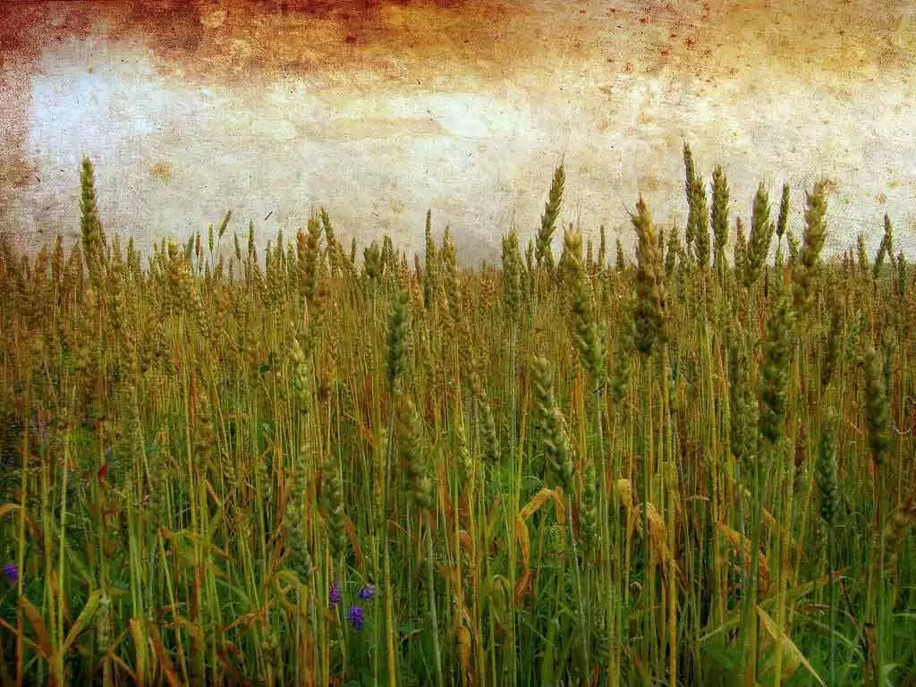 More information about "Rain Changes Gluten Levels in Wheat More than Breeding"