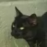 CattyJay
