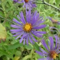 CeliacMom57