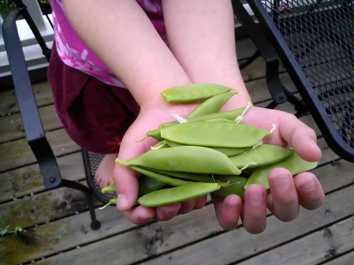 More information about "Springtime Sugar Snap Pea Salad (Gluten-Free)"