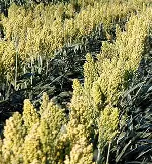 More information about "Are the New Sorghum Hybrids Safe for People with Celiac Disease?"