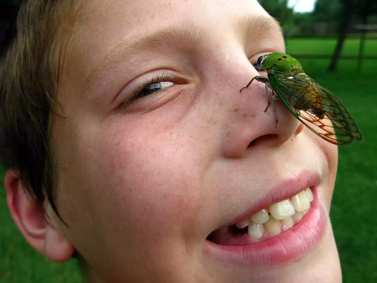 More information about "Gluten-Free and Protein-Packed Cicadas are Popular Food in Many Countries"