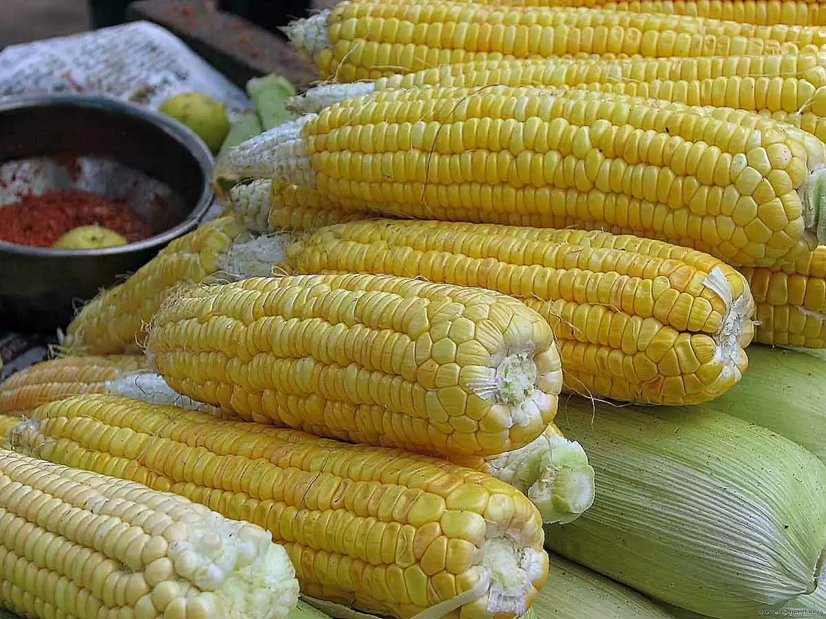 More information about "Summertime Corn Salad (Gluten-Free)"