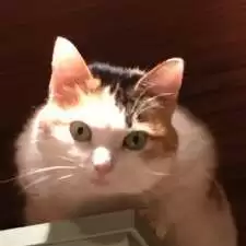 Eloise2022