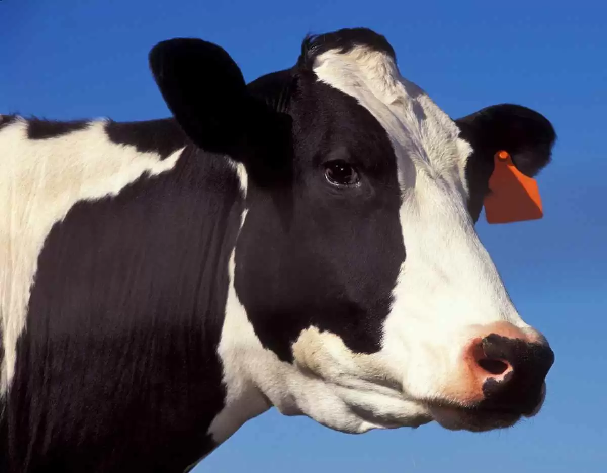 More information about "Mad Cows and Celiac Patients Share a Common Plight"