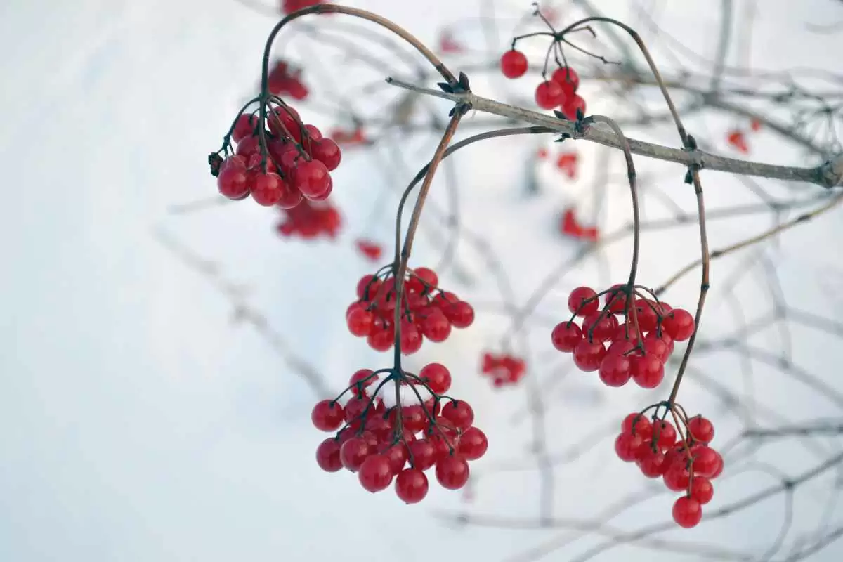 Gluten-Free Cranberry Chiffon Pie - Image: Public Domain Mark 1.0--U.S. Fish and Wildlife Service - Midwest Region