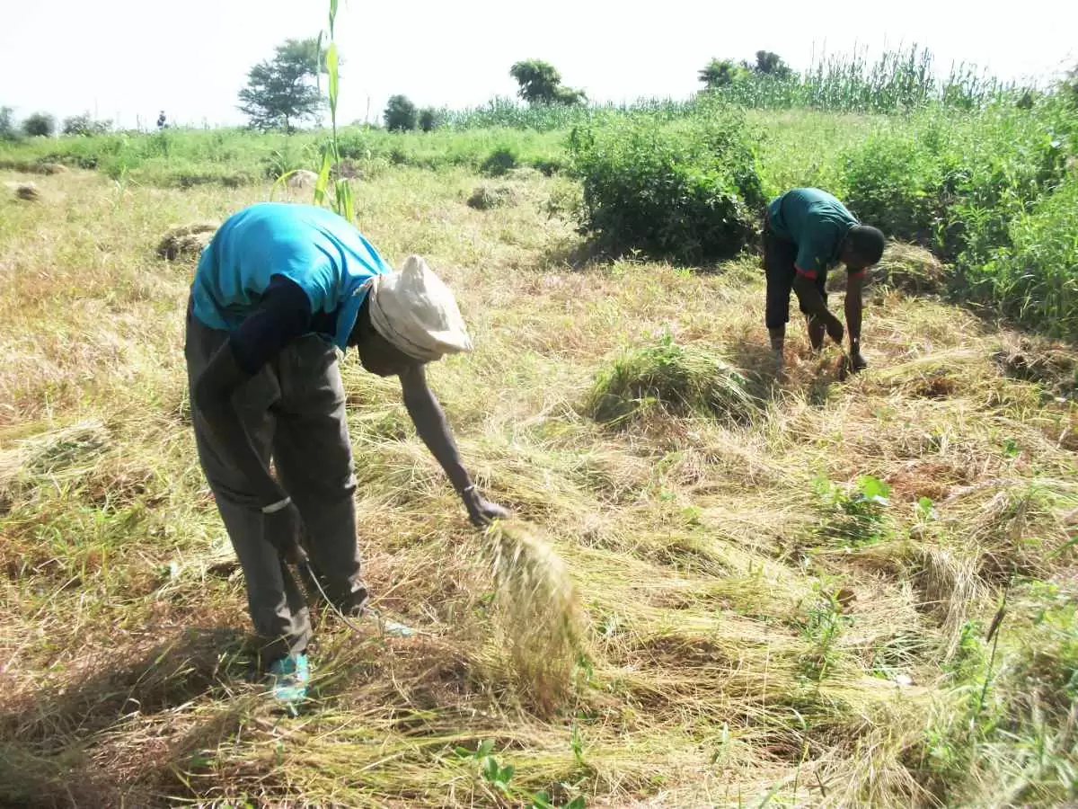 More information about "Entrepreneur Chef Turns Local Crops into Gluten-Free Pasta"