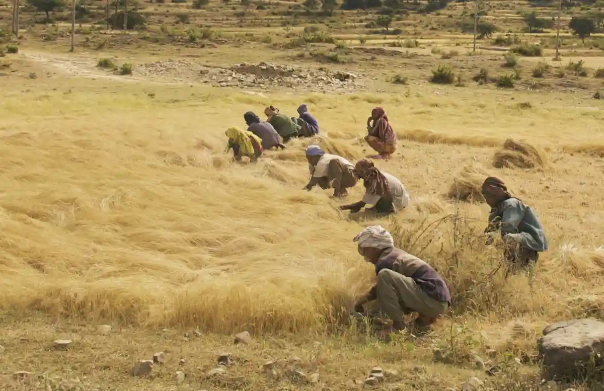 Study Details Antioxidant Properties of Teff, Ethiopia's Gluten-Free Super Grain