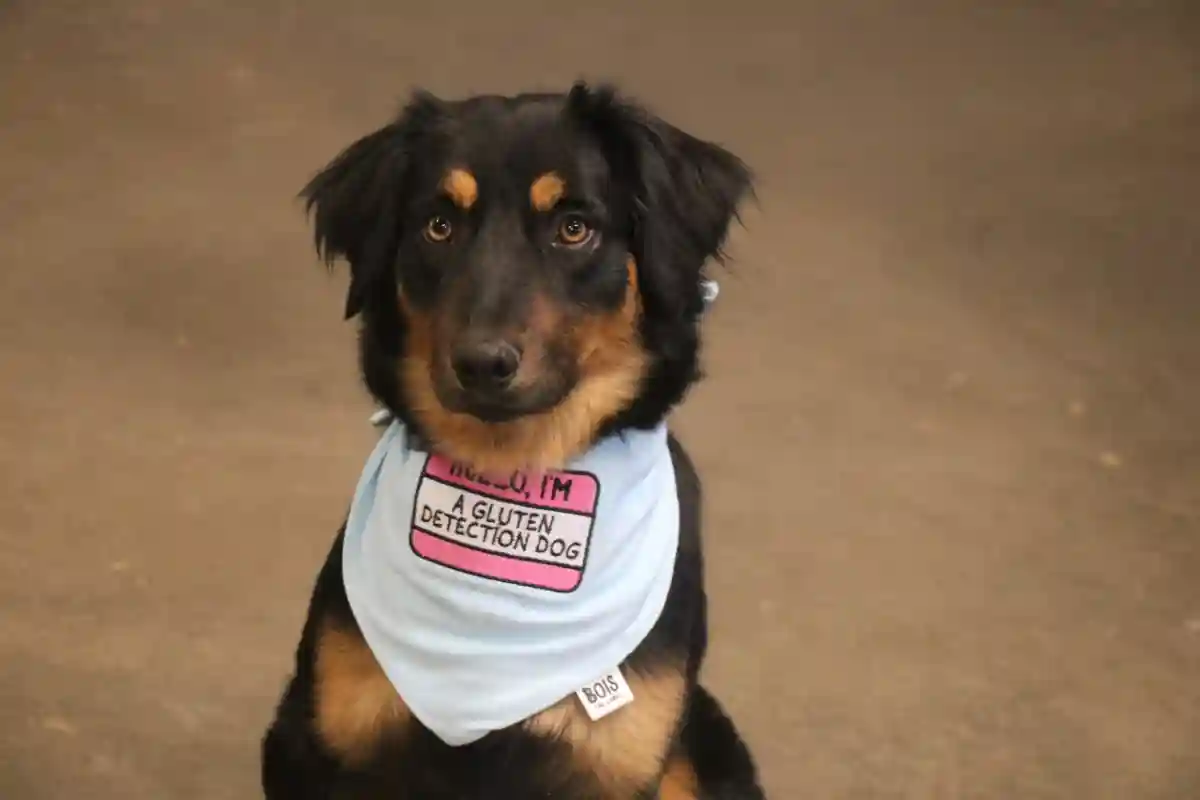 Colorado Coaching Facility Transforms Rescues into Gluten-Sniffing Service Canine