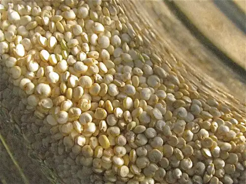 Exploring Innovations in Gluten-Free Baking: Quinoa Sponge Cakes with Enhanced Texture and Digestibility (+Video)
