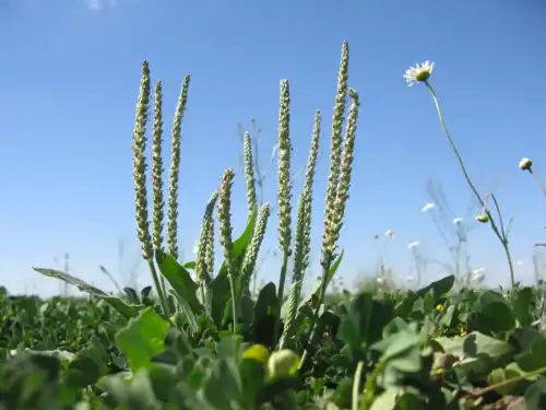 Australian Plantago: A Game-Changer for Gluten-Free Breads - Plantago cunninghamii plant1 by Macleay Grass Man is licensed under CC BY 2.0.