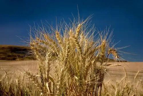 Study Examines Modern vs. Ancient Wheat Proteins and Their Impact on Celiac Disease and Gluten Sensitivity (+Video) - Natural Wheat growing in a field by Knowles Gallery is licensed under CC BY 2.0.++ Watch the Video ++