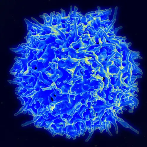 A New Approach to Celiac Disease Treatment: Engineered Immune Cells (+Video) - Healthy Human T Cell by NIAID is licensed under CC BY 2.0.++ Watch the Video ++