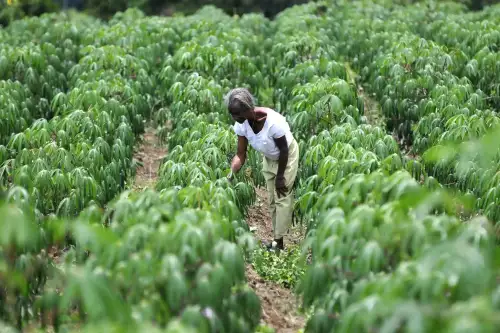 The Hidden Danger in Cassava Products: High Lead Levels and What It Means for People with Celiac Disease or Gluten Sensitivity - Cassava by CIAT International Center for Tropical Agriculture is licensed under CC BY-SA 2.0.