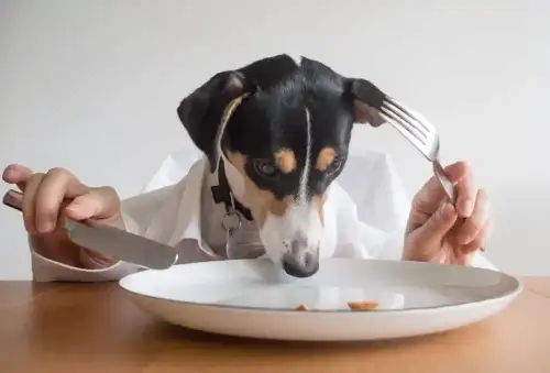 Is Your Pet Making You Sick? Hidden Gluten in Pet Food and How It Affects People with Celiac Disease - Dinner for One by Georgie Pauwels is licensed under CC BY 2.0.
