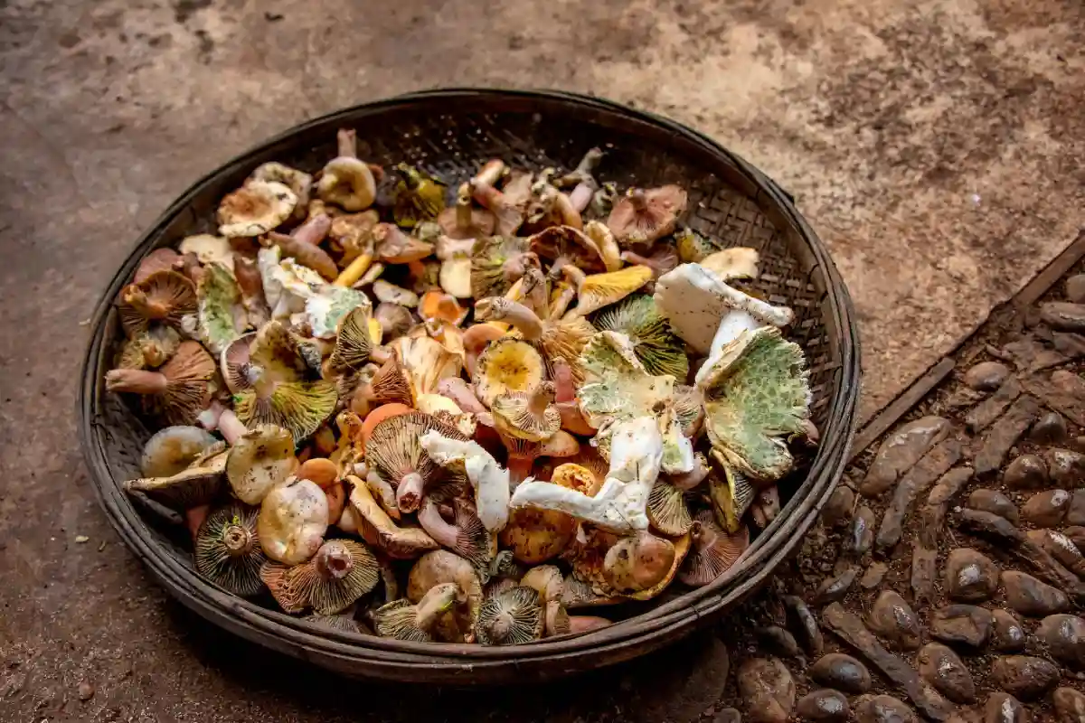 More information about "Celiac and the City: A Guide to Urban Foraging for Gluten-Free Plants"