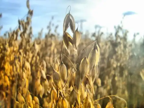 Gluten Contamination Common in European Oats and Gluten-Free Oat Only Products (+Video) - Oats by sebilden is licensed under CC BY 2.0.++ Watch the Video ++