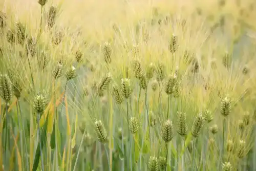 The Hidden Gluten: Why Barley Poses a Risk in U.S. Food Labeling (+Video) - Barley (Hordeum vulgare) - United States National Arboretum - 24 May 2009 by Cliff from Arlington, Virginia, USA is licensed under CC BY 2.0.++ Watch the Video ++