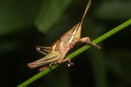 Would You Try Grasshopper Bread? A Study on Gluten-Free Innovation - Sphenarium purpurascens by Juan Cruzado Cortés is licensed under CC BY 4.0.