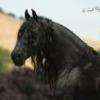 horsegirl