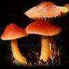 mushroom