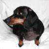 cdog7
