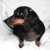 cdog7
