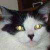 The Fluffy Assassin