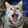 Seamuskitty