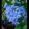 plumbago