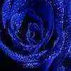 LadyBlue
