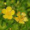 ButtercupSarah