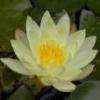 bluelotus